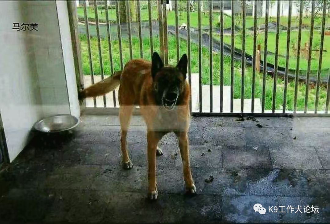 马犬起源历史,马犬起源