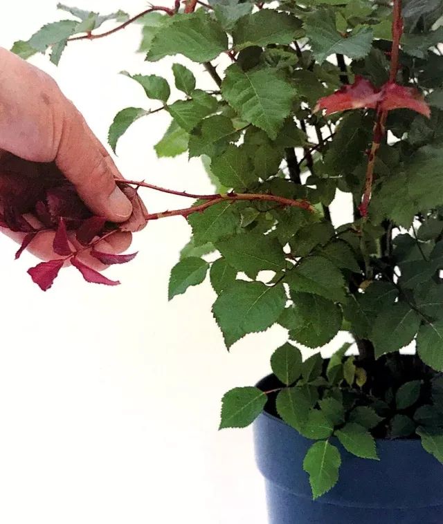 玫瑰月季怎么爆盆,玫瑰怎样爆侧芽