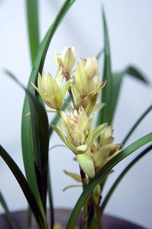 建兰发新芽怎样养护,建兰要怎么养容易开花呢