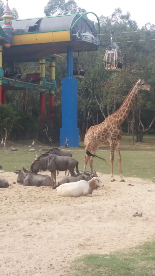 广州番禺区长隆野生动物世界缆车,广州旅游长隆野生动物世界