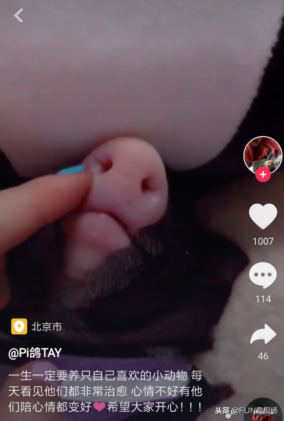 井柏然抖音小猪,井柏然给白敬亭送小猪佩奇