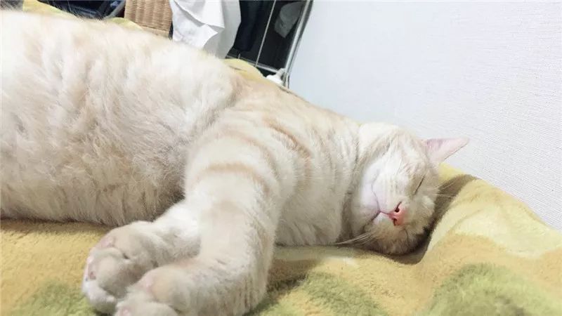 老板，这圆滚滚地怎么恢复出厂设置，说好的小可爱呢？