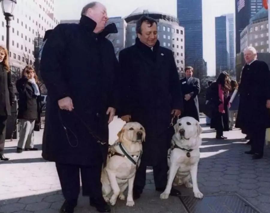 世界大战中的信鸽传奇：以吾一“鸽”之力挽救无数生命