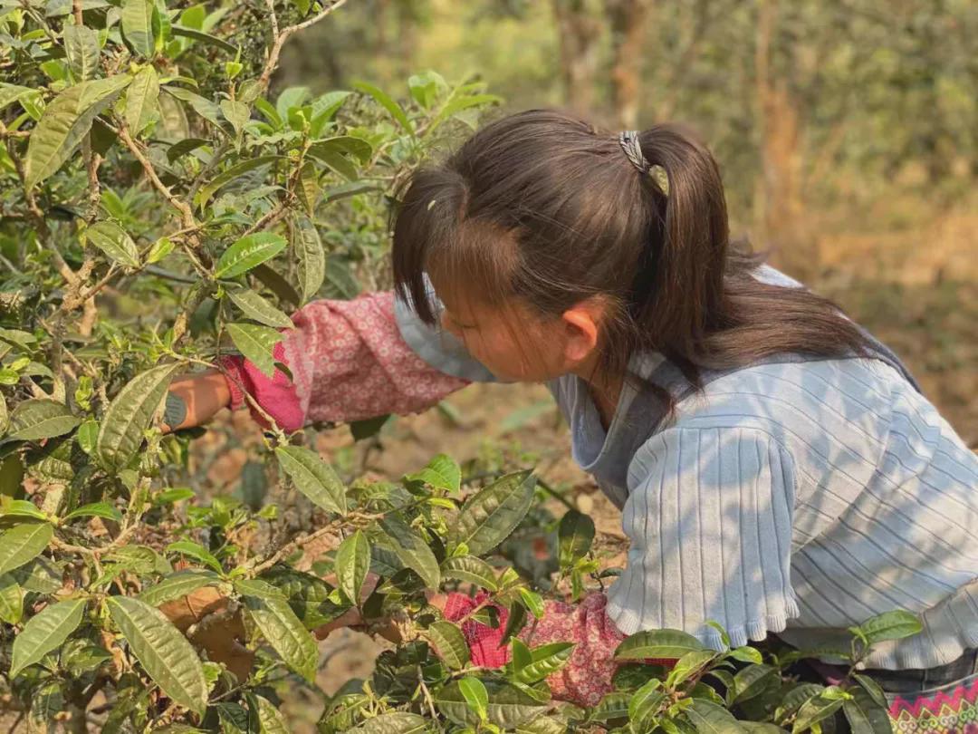 倚邦猫耳朵古树茶的口感特点,倚邦石韵茶坊猫耳朵茶