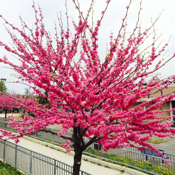 附近绿化苗木巨紫荆15公分,苏州市2021年绿化苗木参考价格