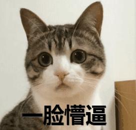 我想领养一只小猫咪,有人想领养一只金色猫咪吗