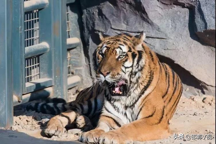 永年排名第一旅游景点,永年好玩的地方一日游