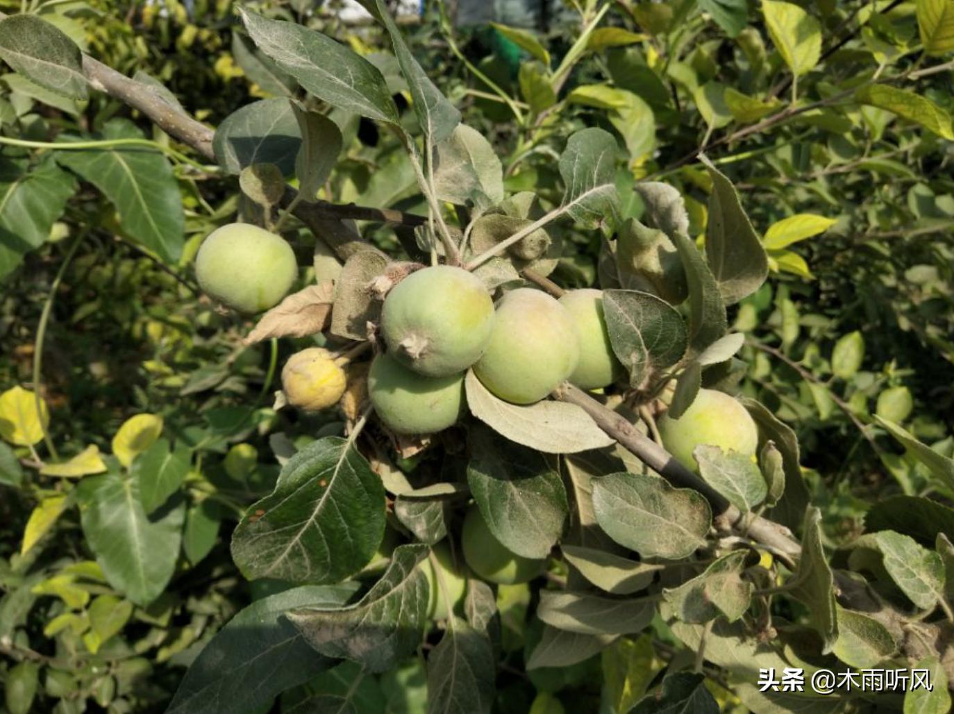 苹果树叶子萎蔫发黄是什么病,苹果树叶发黄用什么补救方法