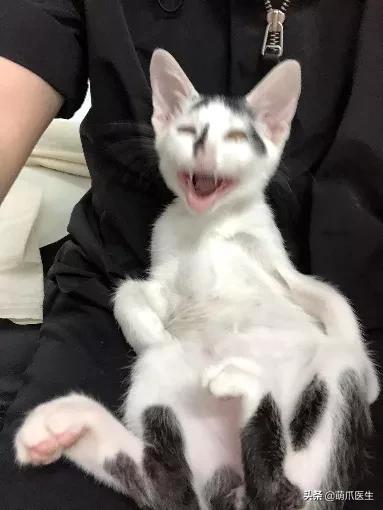 长得很潦草的一只猫,一只猫能有多潦草