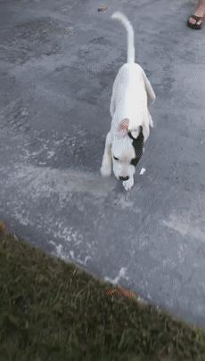 比特犬终于健康了视频,比特犬得了细菌性皮肤病