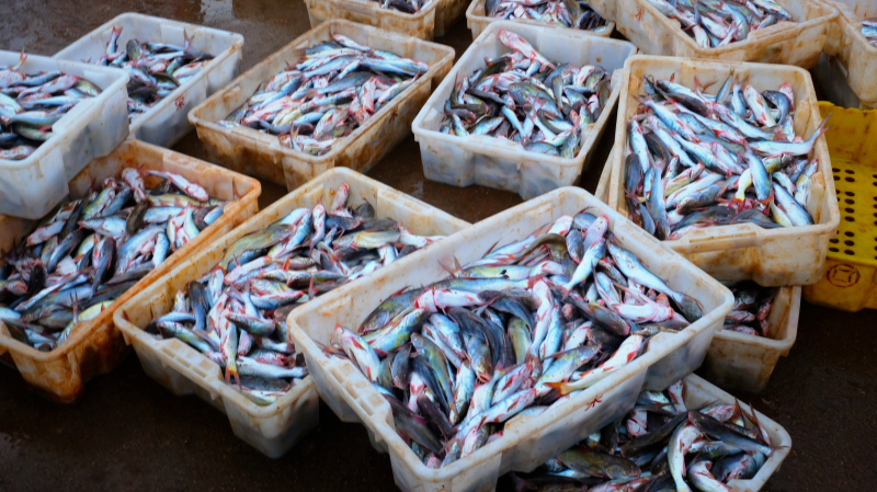 广东湛江旅游攻略美食,湛江旅游海鲜推荐一下