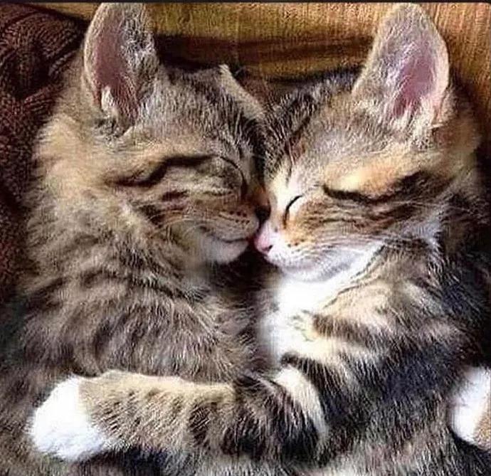 两只猫感情好不亲主人,两只猫感情好