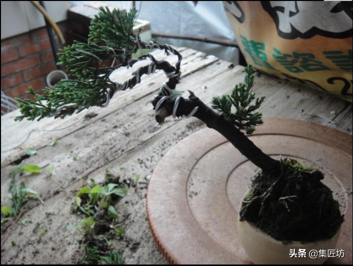 盆景干枯舍利制作,舍利干桩盆景图片