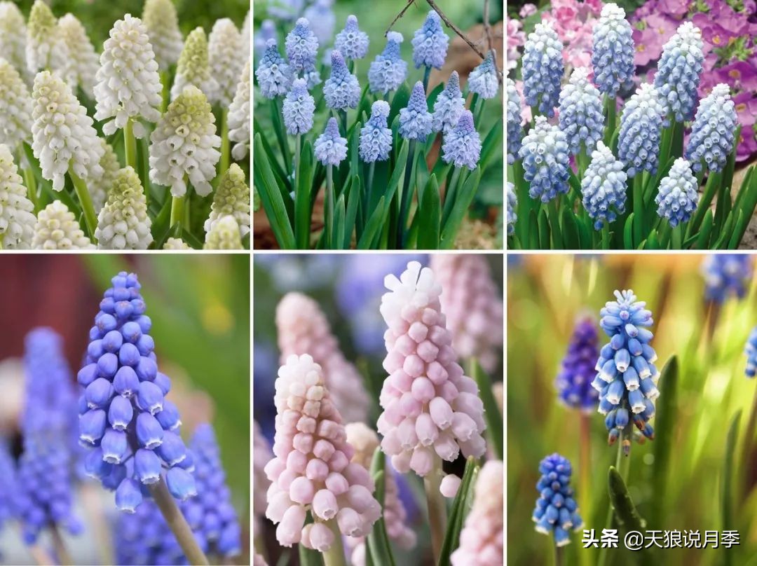 狼家球根怎么样,狼家球根上市了吗