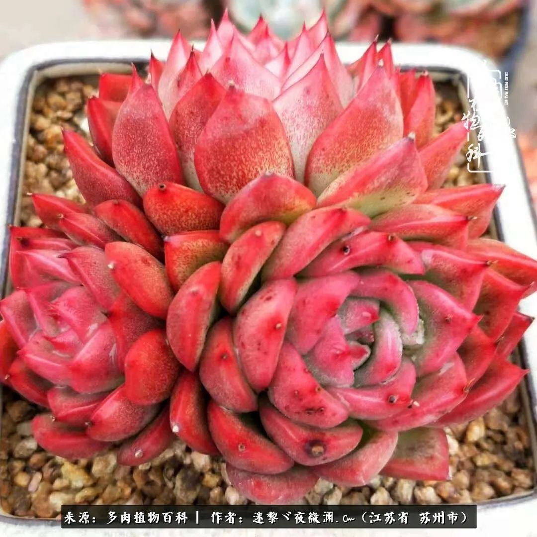 围观多肉版武林大会，一起穿越吧,下