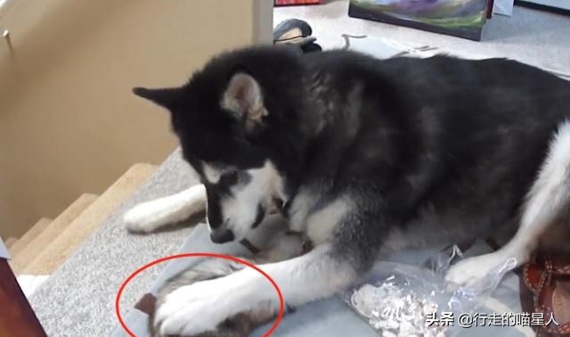 主人给二哈吃一盆狗粮,主人给二哈买了只鸡