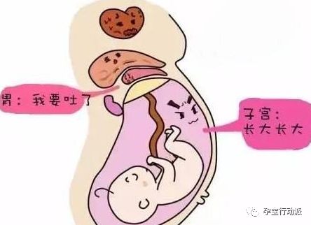 ​孕期周刊  第三十二周