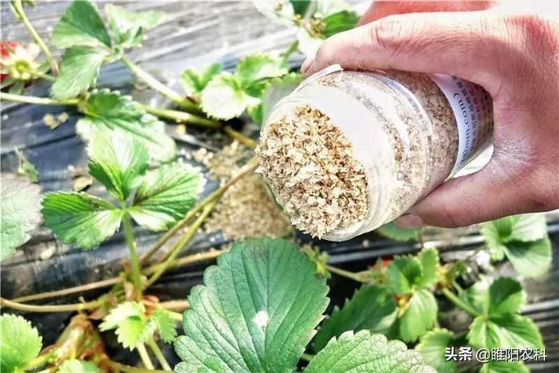 红蜘蛛的治疗与预防,红蜘蛛用什么办法最有效