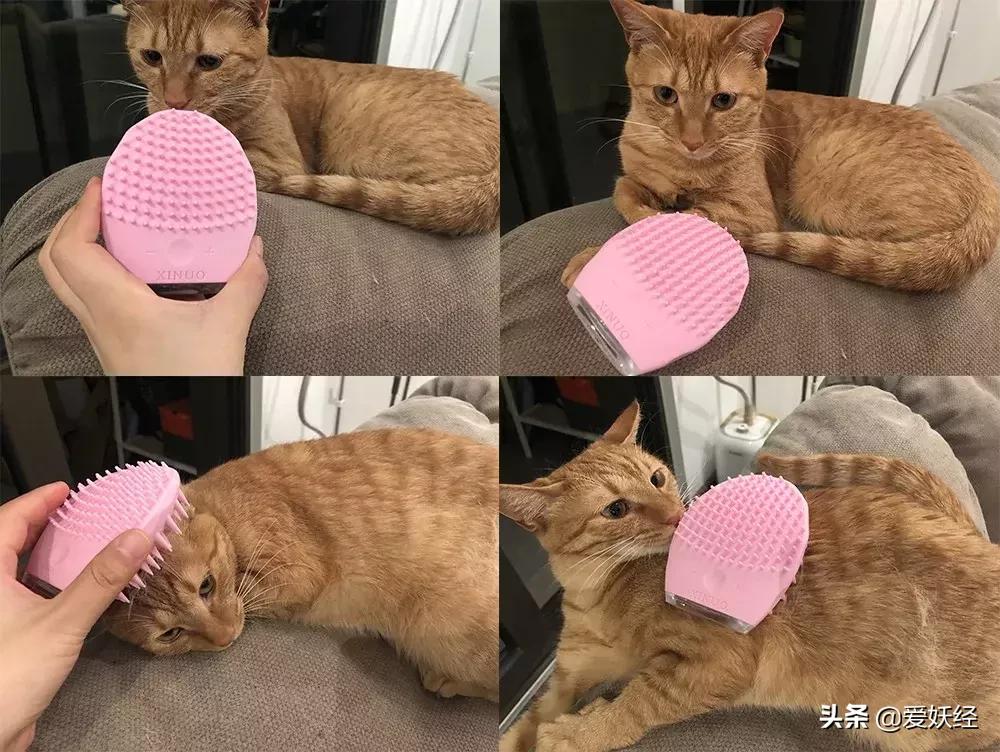 luna宠物按摩仪,luna洁面仪替代款