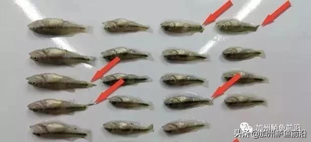 加州鲈鱼如何防治,加州鲈鱼熟身病防治方法