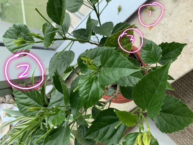 扶桑花叶黄花苞脱落怎么回事,刚买一个星期的花叶子全掉了