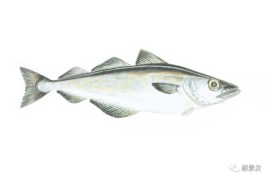 挪威和中国签订协议,挪威希望与中国加强合作