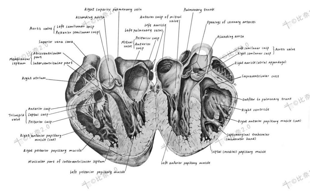 灵魂画手的手绘作品,医学生手绘器官创意解剖绘画