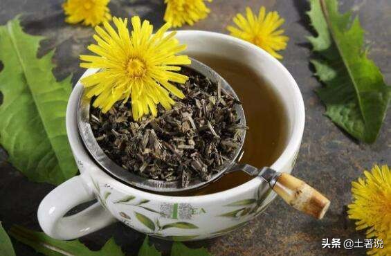 野菜蒲公英图片及识别方法,蒲公英野菜大全配图片和名字