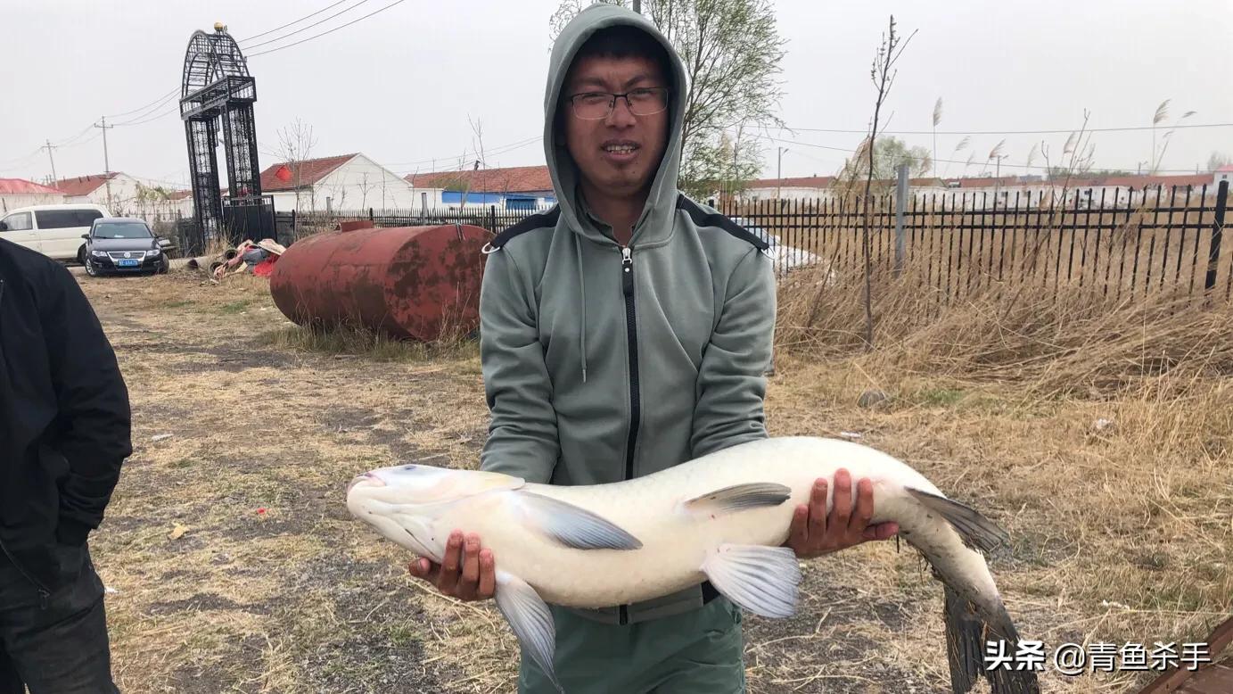 小钩钓青鱼的正确用法,单钩钓青鱼的子线多长合适