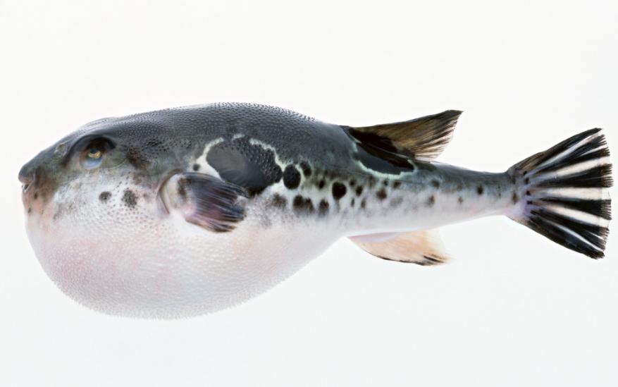 中了河豚毒怎么办,河豚的毒是怎么解