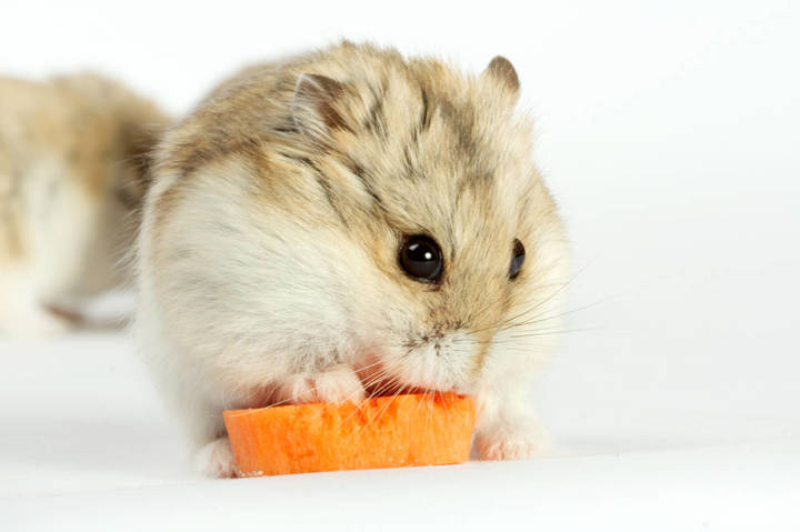 仓鼠咬人怎么办怎么驯服它,仓鼠咬人会不会打你