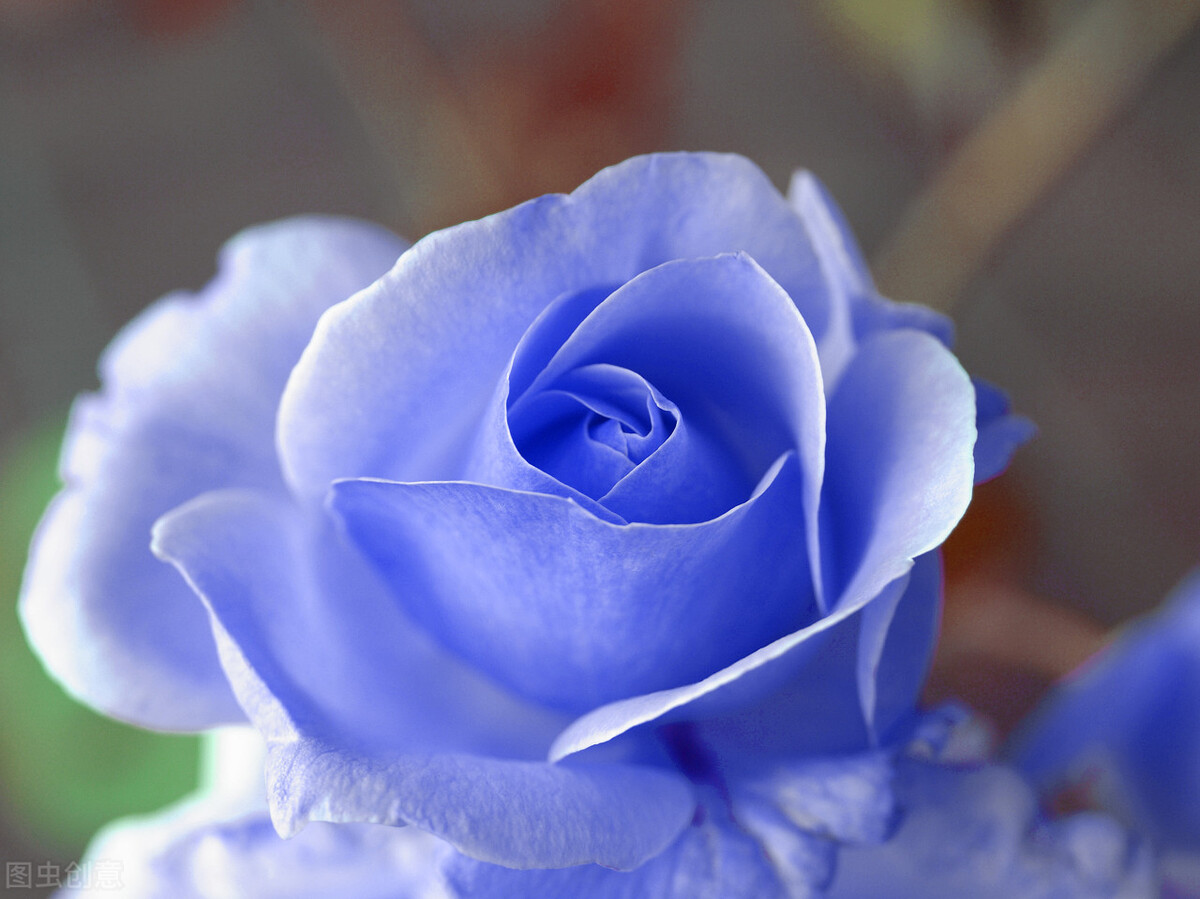 玫瑰花送几朵代表什么颜色,送玫瑰花一般送多少朵代表什么