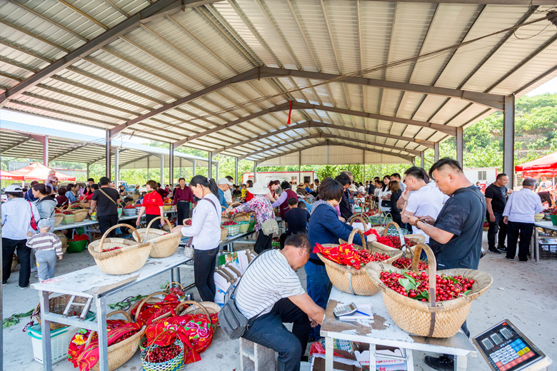 山东临朐樱桃树,山东临沂市大樱桃树好吗