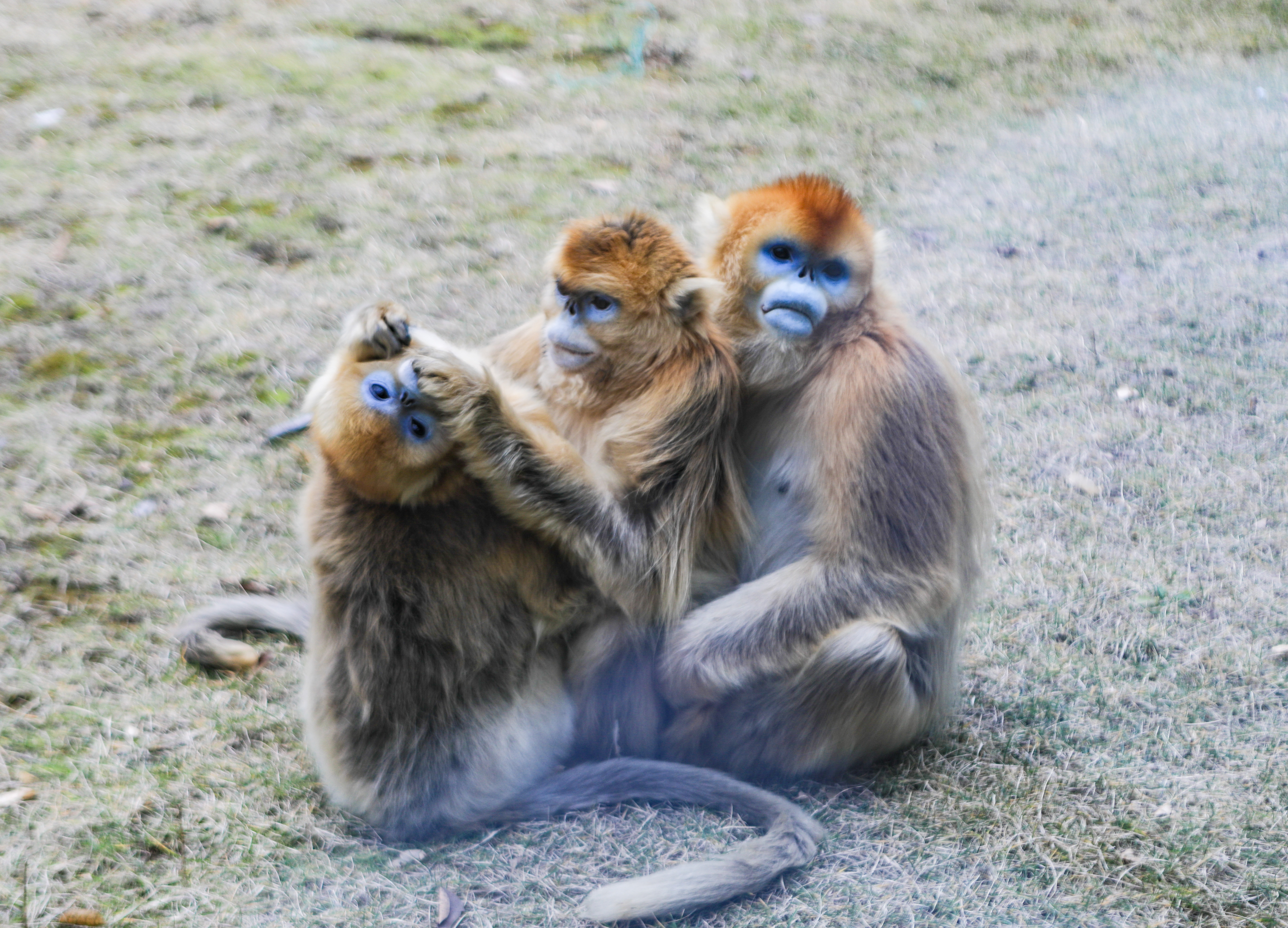 这是西北首个野生动物园，实测喂老虎是一种怎样感受！刺激