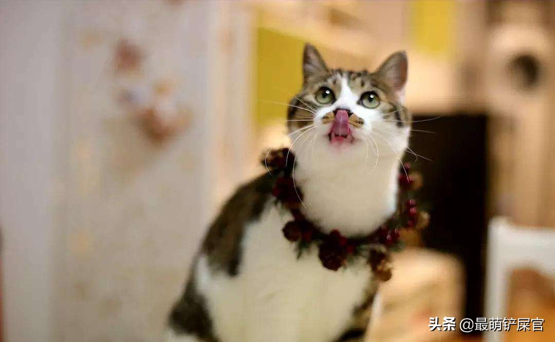 猫咪感觉鼻子不通气要不要吃药,猫咪鼻子有问题会出现什么症状