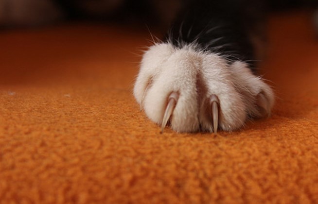 阻止猫咪乱抓家具的实用技巧,猫咪一直抓家里家具怎么办