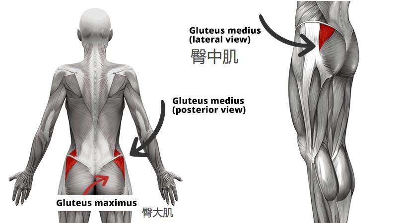 蜜桃臀可能是臀中肌最无聊的应用，还有3大功能，比美观更实用