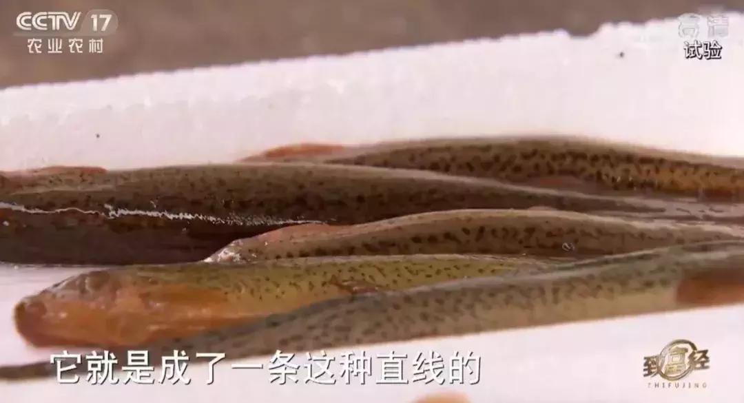 藕塘里养泥鳅赚了钱,养泥鳅10万元赚40万