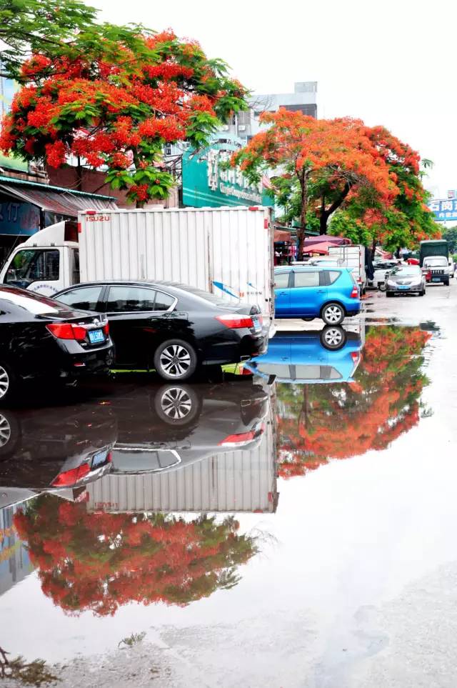 毕业季的凤凰花和栀子花,毕业季凤凰花开的时候