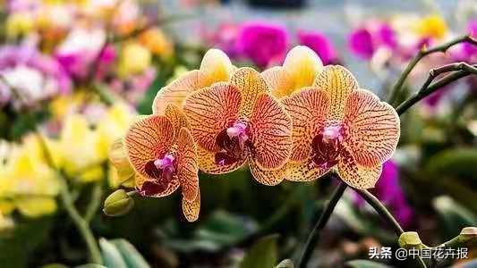 花的名字好听又有内涵,什么花名字好听又好看