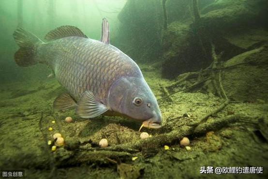 最适合打窝的装备,低调打窝三大装备