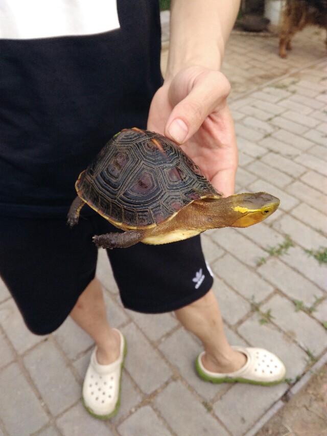 养殖宠物龟,自家养殖龟好养又挣钱繁殖快