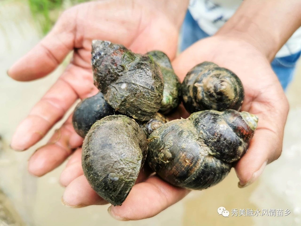 融水特色生态农业产业园,广西融水县特色产品