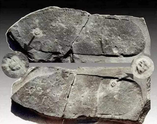 达尔文进化论被科学推翻,哪位科学家质疑达尔文进化论