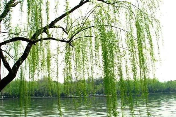 疫情期间农场经营的建议,疫情下农场经营