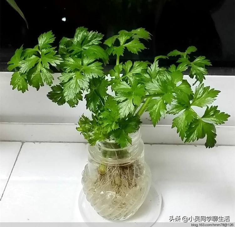 如何把屋顶花园改造成厨房,简易厨房花园