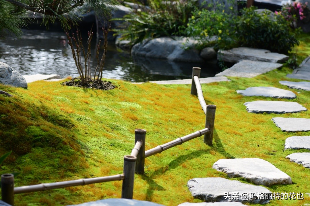 种植苔藓养护方法,苔藓怎么养护才能长得好