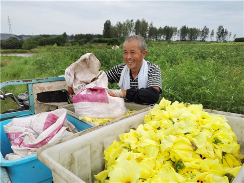丰收啦！巢湖80亩黄蜀葵开出致富花