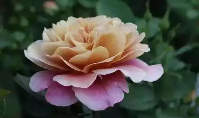 4000种不一样的玫瑰品种大全,100种玫瑰品种图鉴大全