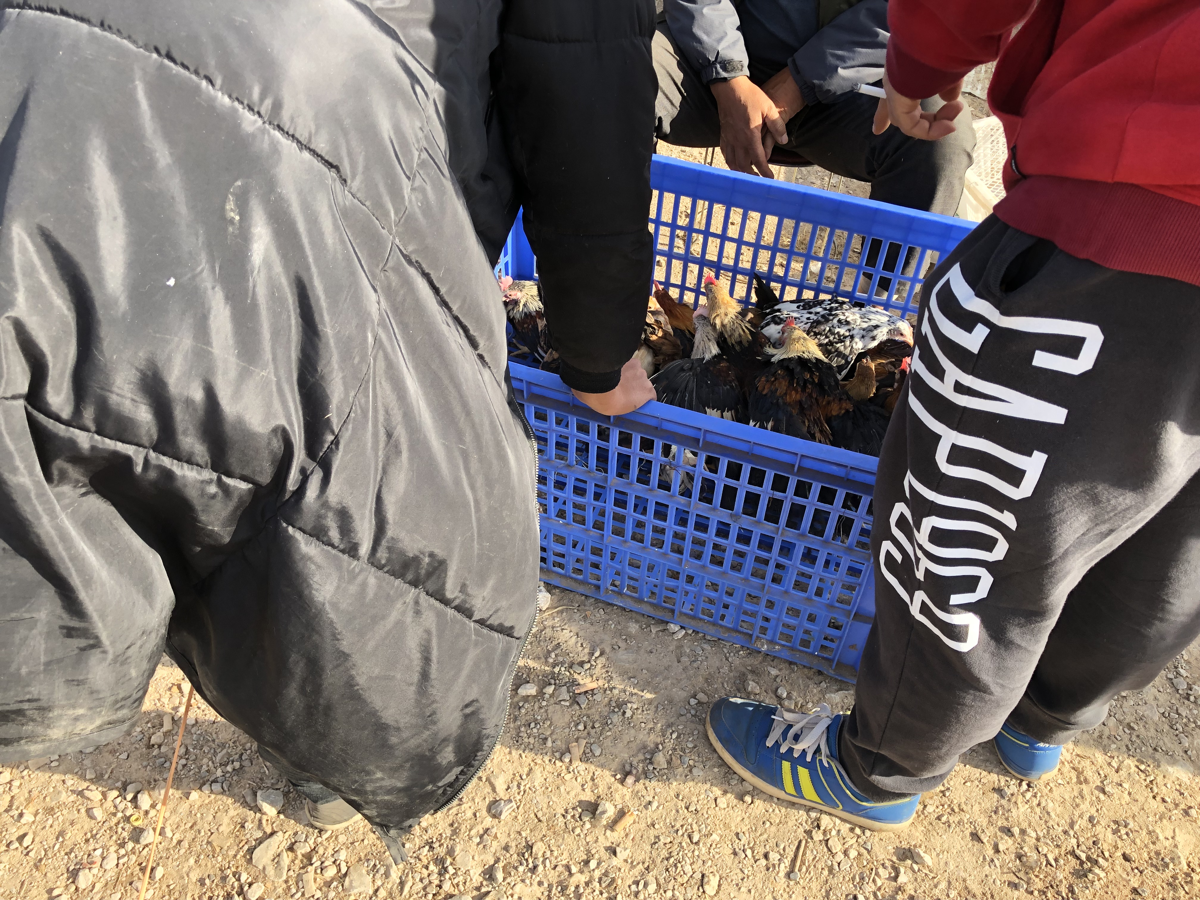 宠物市场的宠物鸡能买吗,狗市观赏鸡多少钱一只